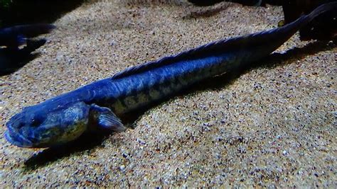 freshwater dragonfish.